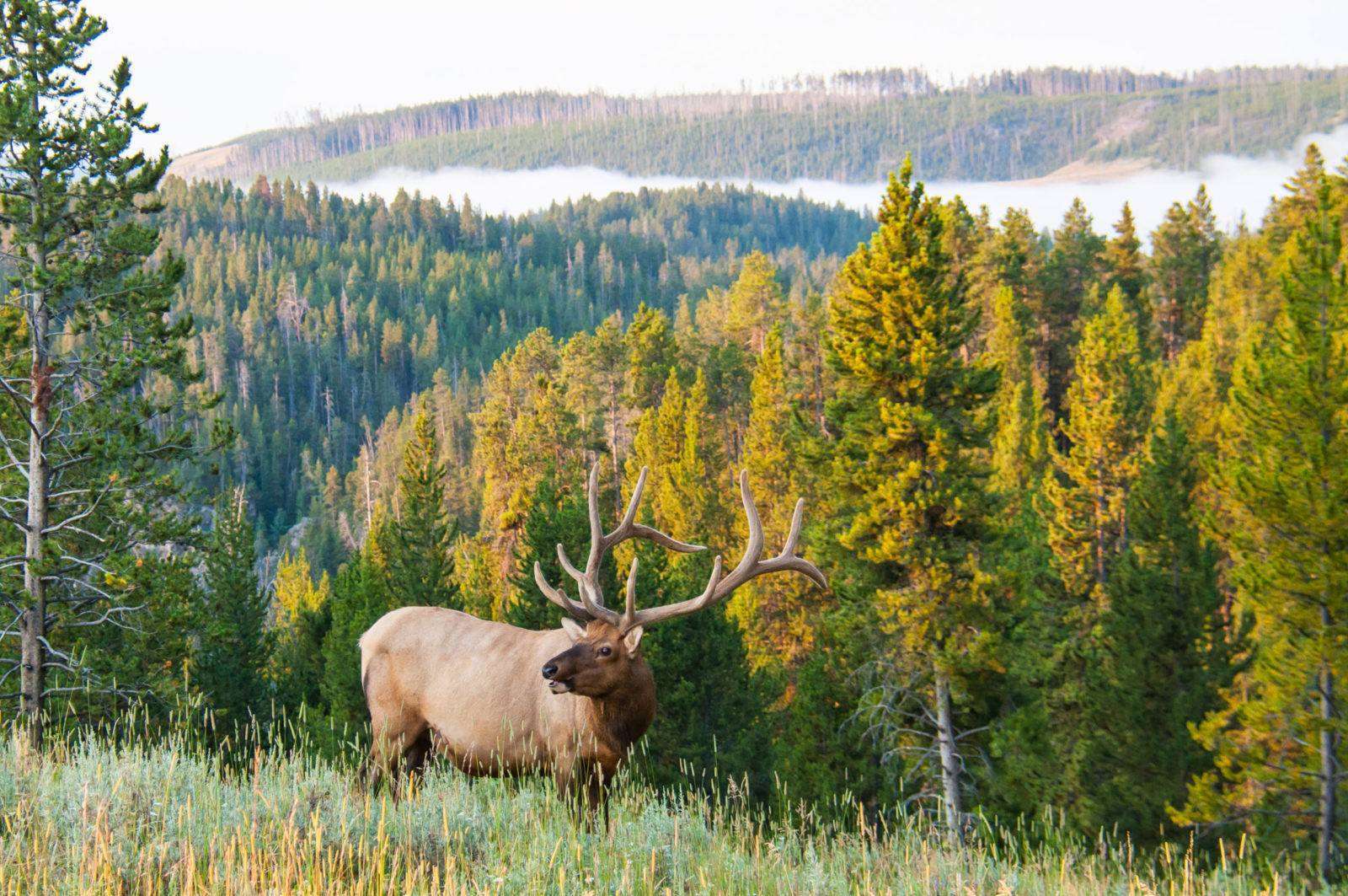 Antlered elk on the edge of a heavily forested hill