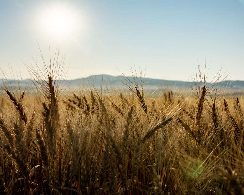 Close up of wheat with the sun shining behind it on a Montana ranch