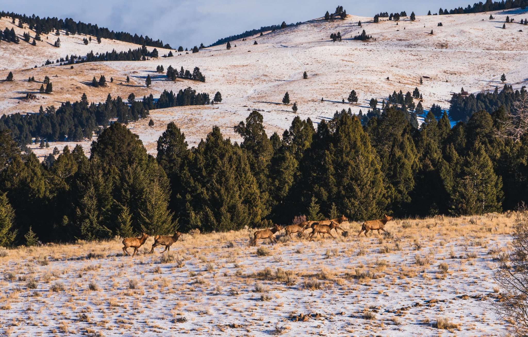 Montana Elk Shoulder Season Western Ranch Brokers