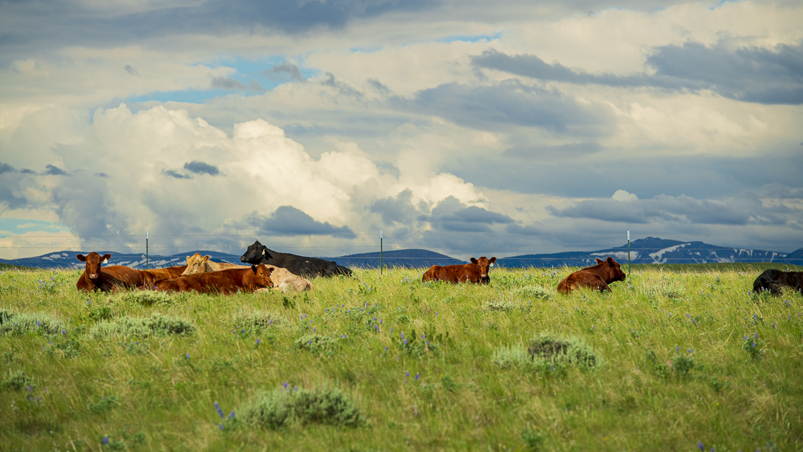 Cattle laying in the grass under cloudy skies on a Montana ranch for sale