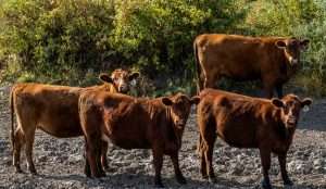 Cattle standing on a Montana ranch for sale