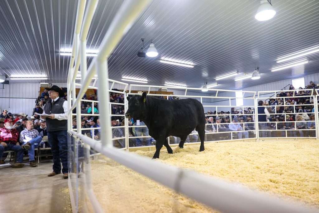 Bull in a sale ring