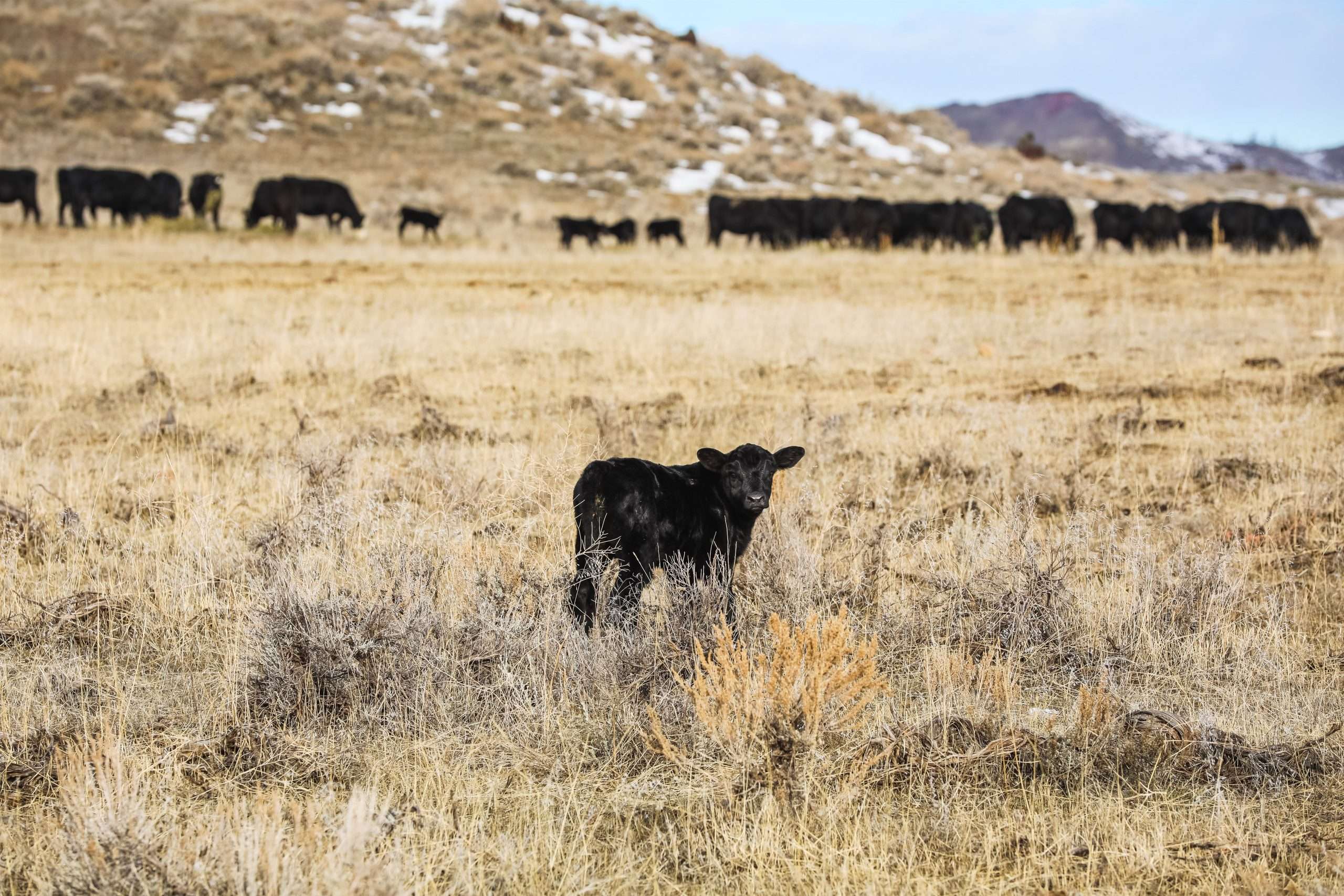 Calf in field on Montana ranch in front of herd of cattle