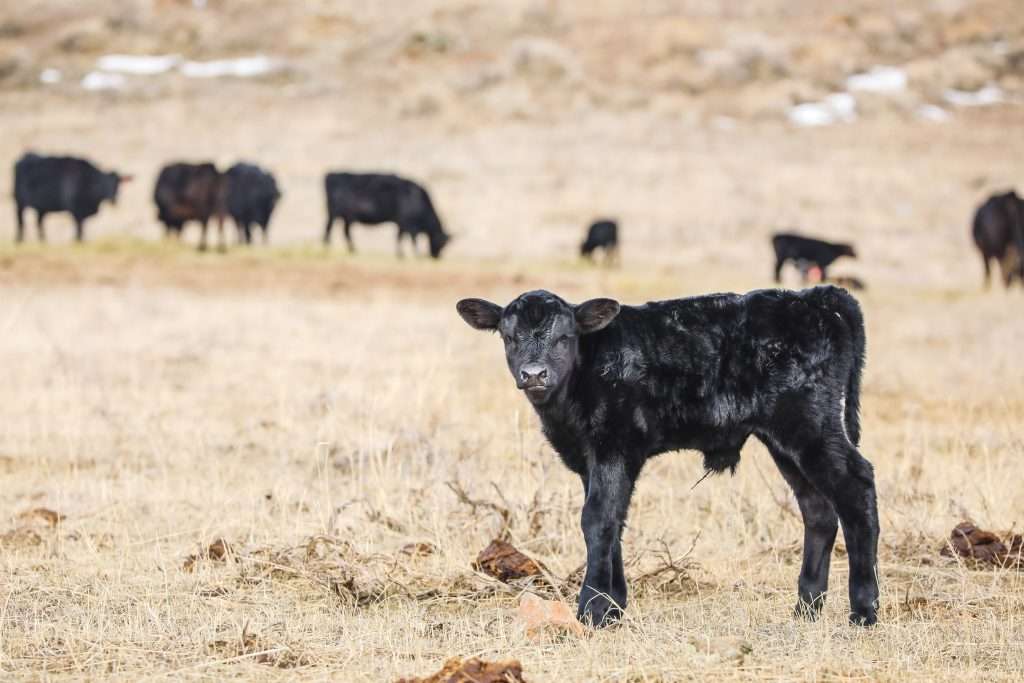 Baby calf standing in field on Montana ranch