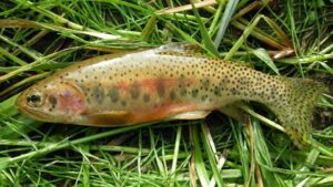 Weslope cutthroat trout.