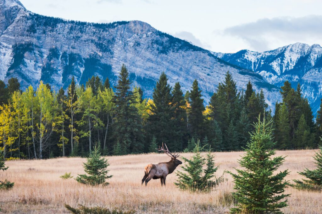 Elk walking through grassy area in front of mountains.