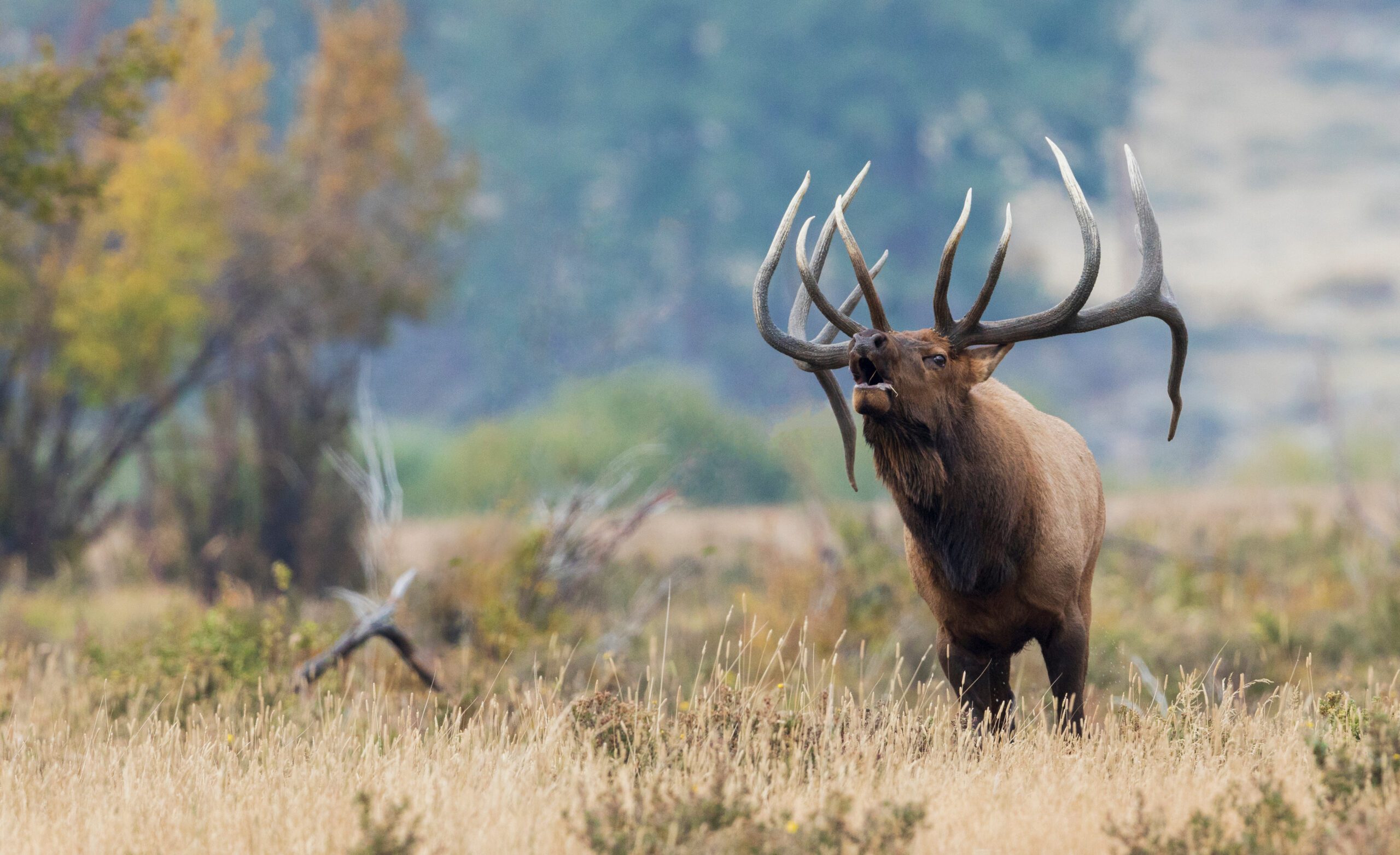 Bugling elk in grassy area