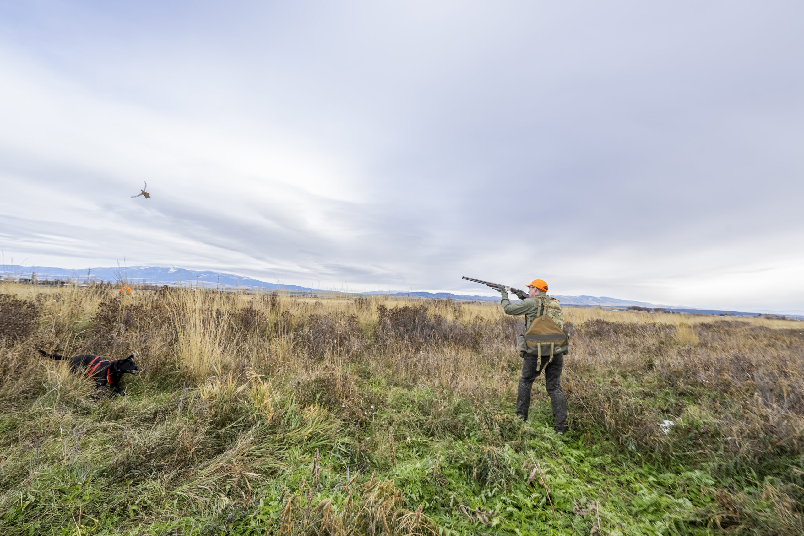 Upland Bird Hunting in Montana